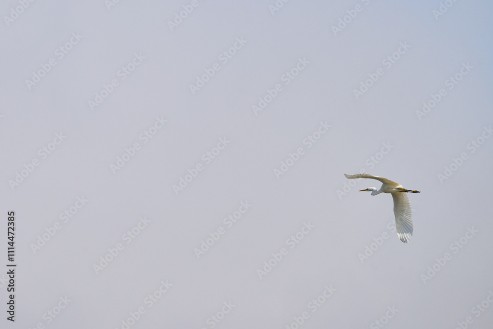 Obraz premium Great Egret, Ardea alba in flight