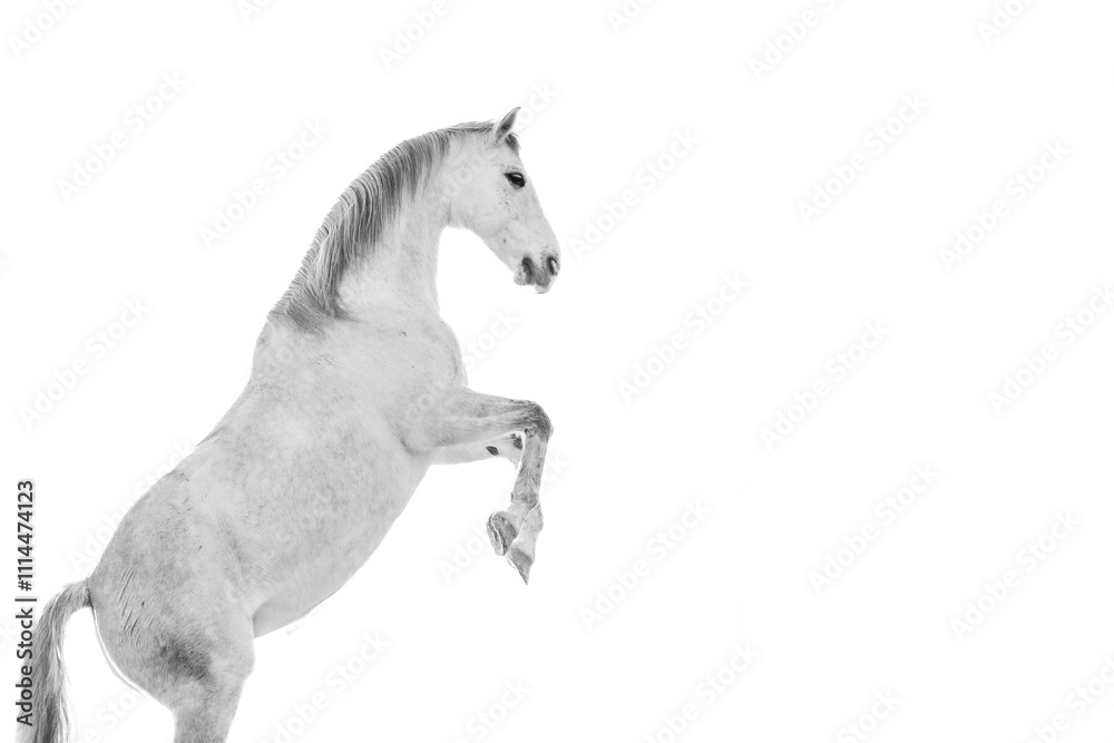 Fototapeta premium beautiful horse equine during sunrise very pretty together unique 