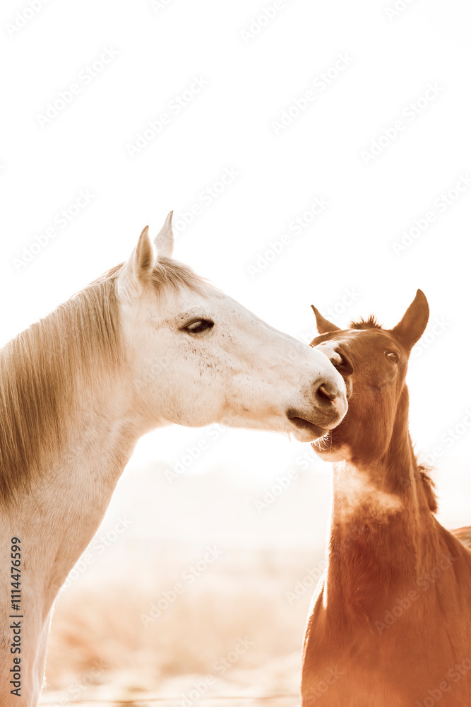 Fototapeta premium two horses playing play having fun happy