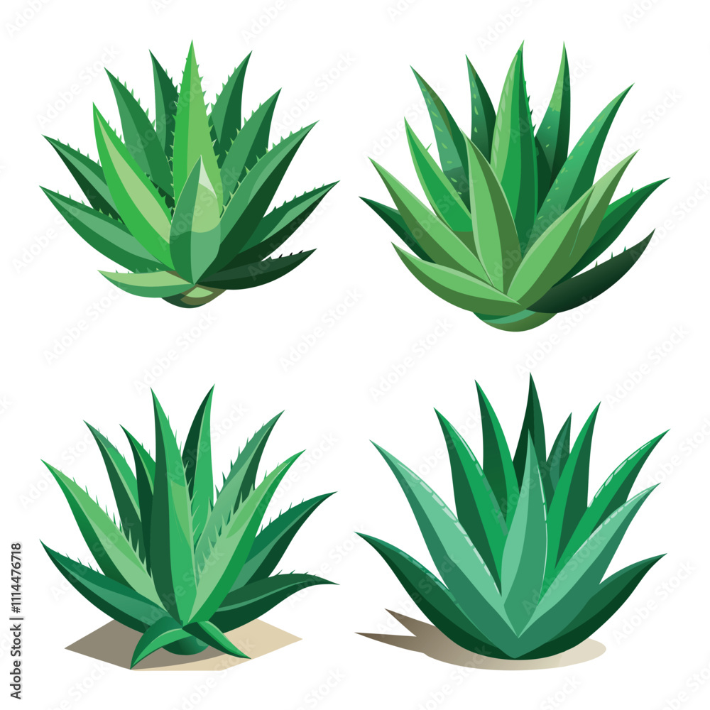 Aloe vera with Vector Art style vol-2 Aloe vera with Vector Art style vol-2