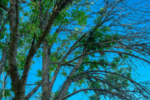 Low angle view big tre over clean sky background, los cerrillos, uruguay photo