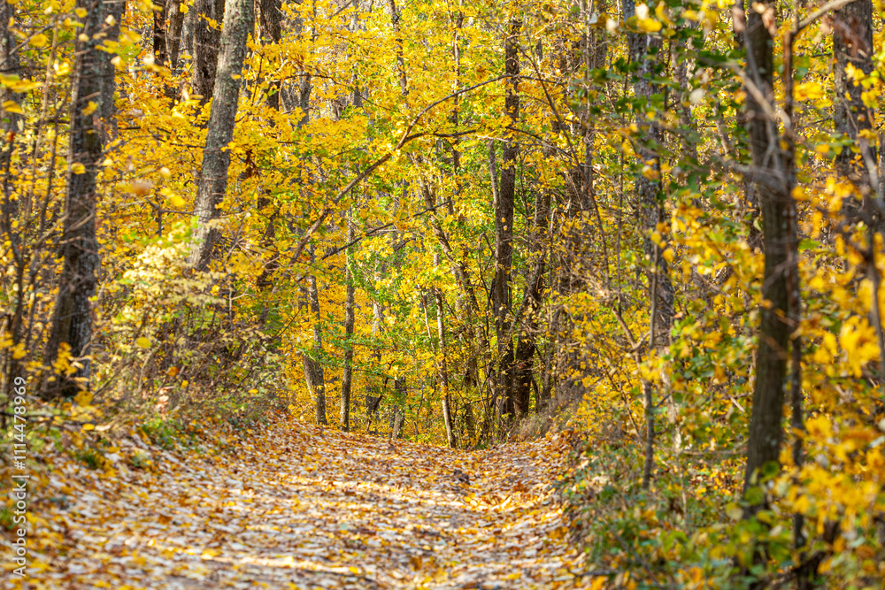 Obraz premium Autumn forest scenery with road of fall leaves warm light illumining the gold foliage. Footpath in scene autumn forest nature. Vivid october day in colorful forest, maple autumn trees road fall way