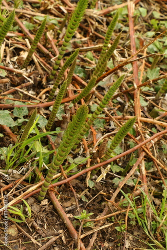 Junger Schachtelhalm im Frühling am Teich, Equisetum fluviatile photo