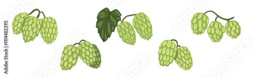 Hop Green Plant with Leaf and Stem Vector Set