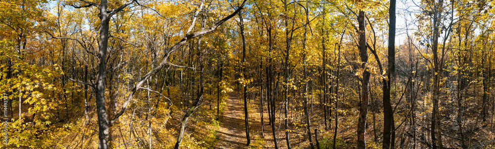 Obraz premium Golden autumn forest with tall trees and path on sunny day, fall nature panorama