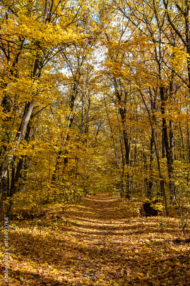 Fototapeta premium Autumn sunny woods with scenic walking path covered in golden fallen leaves