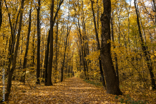 Autumn forest with scenic wooded path covered in fallen leaves