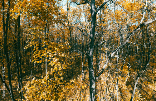 Sunlight shines through tree branches covered in golden autumn leaves, creating scenic forest landscape