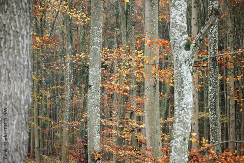 Im Herbstwald