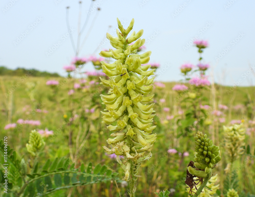 Astragalus canadensis | Canada Milkvetch | Native North American Prairie Wildflower

