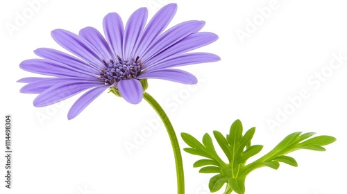 A single lavender osteospermum flower with leaves