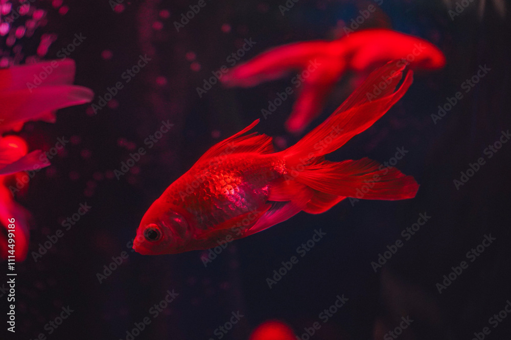 Obraz premium Small, bright red fish move gracefully in the aquarium, surrounded by coral formations and swaying algae.