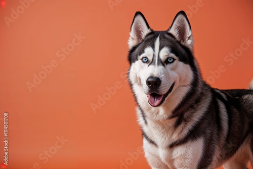 Majestic Husky Portrait on Orange Background 