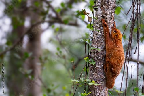 Flying lemur known also as Colugo in Sabah, Borneo, Malaysia photo