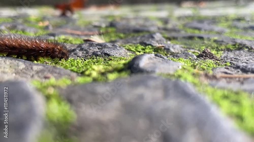 Furry Brown Caterpillar Crawling on Mossy Rocks in Slow Motion Close-Up