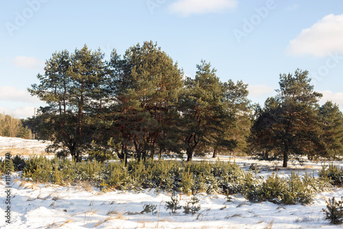 pine forest covered in snow