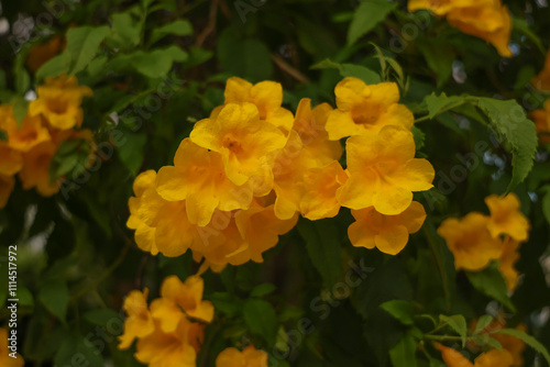 Close-up beautiful yellow flowers around leaves in garden. Flowers photo