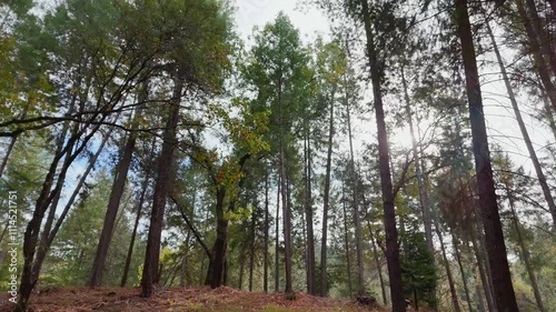 Sierra Trees, Northern California, Fall