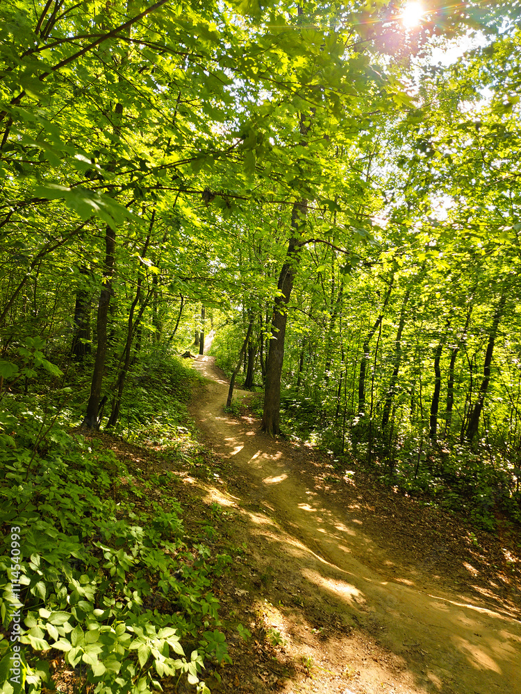 Fototapeta premium Road is in a beautiful green forest.