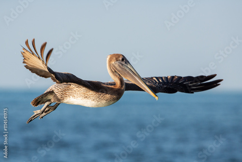 Brown pelican, Florida, Key west