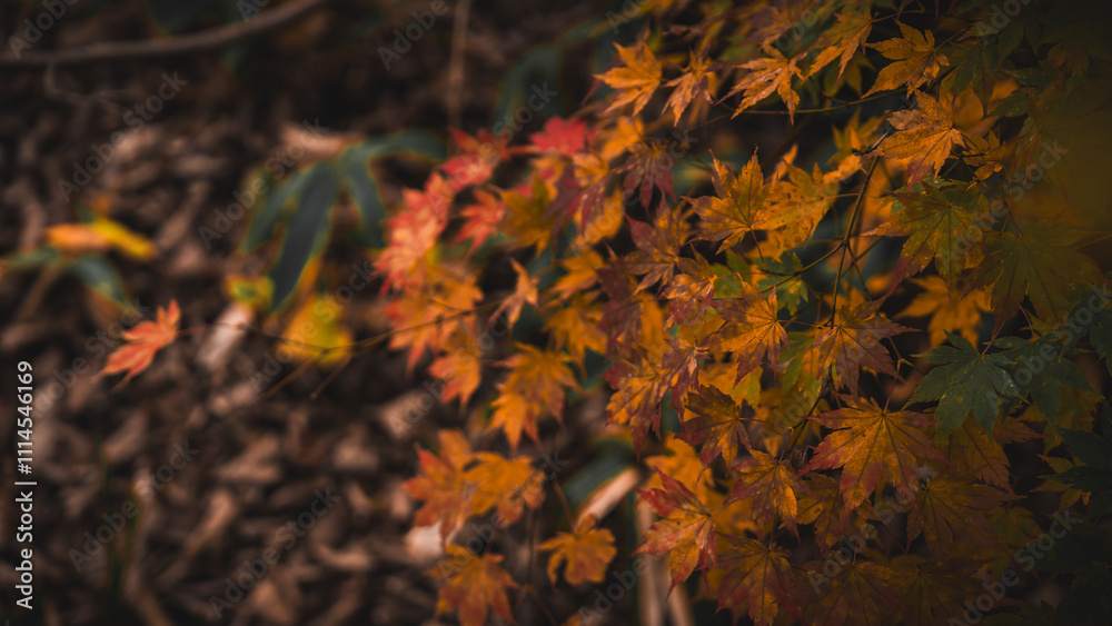 Autumn Leaves color of maple leaf. red yellow Orange Leaves foliage falling in forest, colorful seasonal of October and November background or wallpaper. halloween. Natural or environmental display. Autumn Leaves color of maple leaf. red yellow Orange Leaves foliage falling in forest, colorful seasonal of October and November background or wallpaper. halloween. Natural or environmental display.