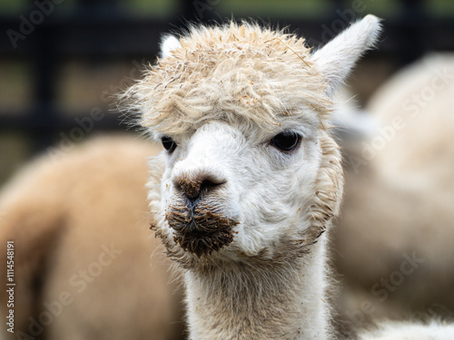 A detailed portrait of a dirty muddy alpaca, blurred natural background photo