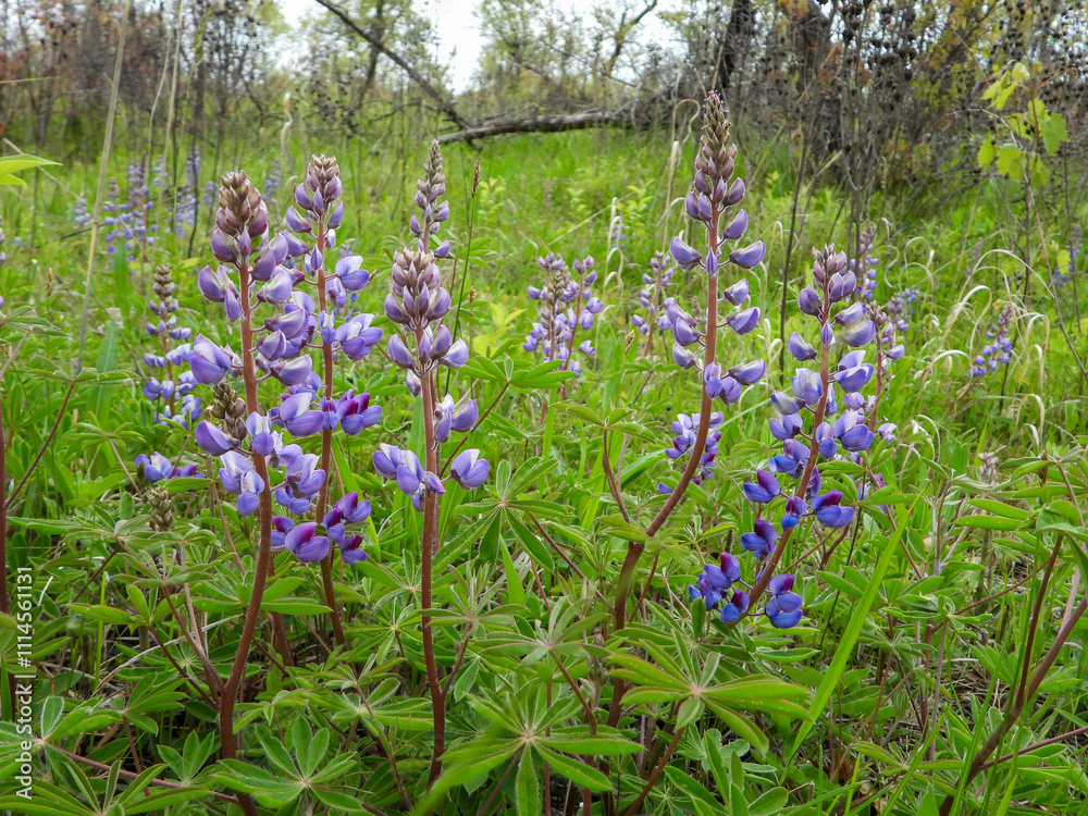 Fototapeta premium Lupinus perennis | Wild Lupine | Native North American Wildflower