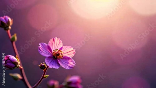 delicate flower with soft petals against warm, golden light