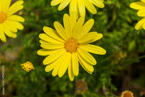 Sunflower-like plant known as Senecio petraeus Boiss. & Reut. surrounded by various outdoor plants. photo