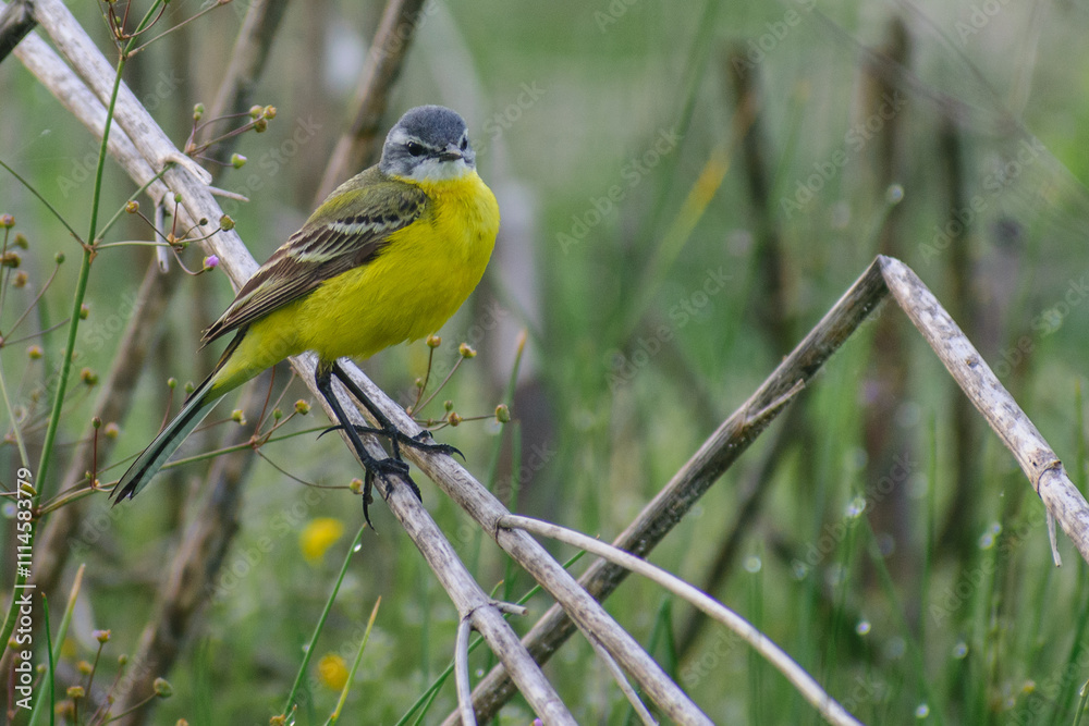 Obraz premium yellow wagtail on a branch