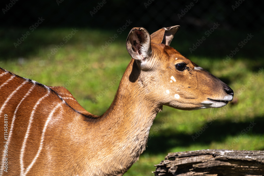 Obraz premium Nyala Antelope - Tragelaphus angasii. Wild life animal.