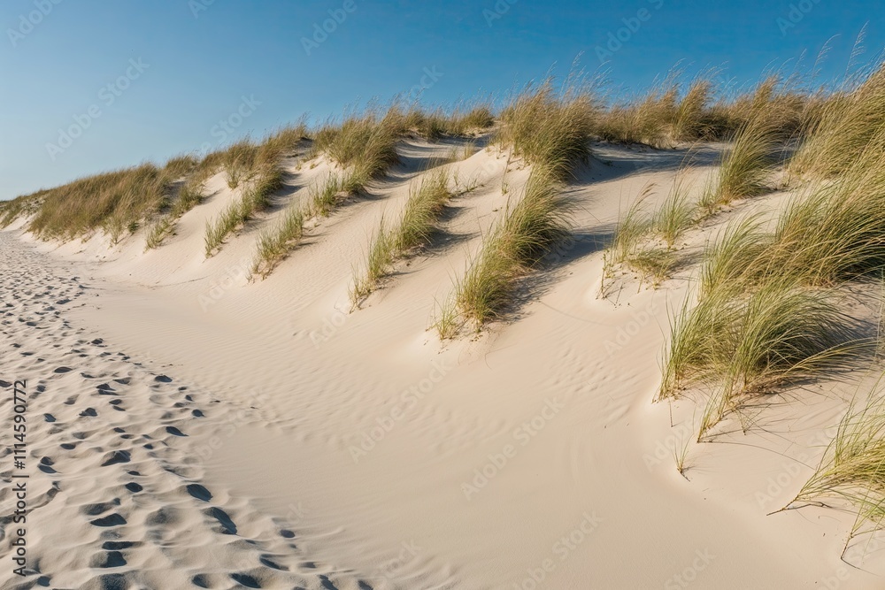 Golden Sand Accumulation on Coastal Beach Dunes
