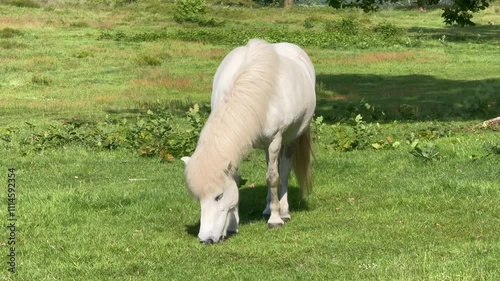 A white horse eats grass in a meadow in the rays of the setting summer sun. Silhouette against the background of trees, Young white horse eating grass from a field. Beautiful horse on a field 