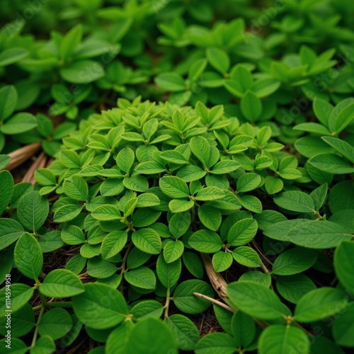 Wallpaper Mural Green textured grass backdrop featuring lush leaves ideal for eco-friendly design projects Torontodigital.ca
