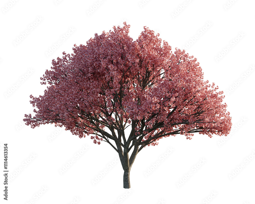 Fototapeta premium Japanese cherry - Front view, transparent background, png, 3d rendering