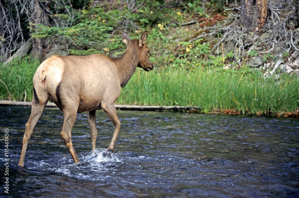 Fototapeta premium Cerf du Canada, Wapiti, Cervus canadensis, Parc national du Yelowstone, USA