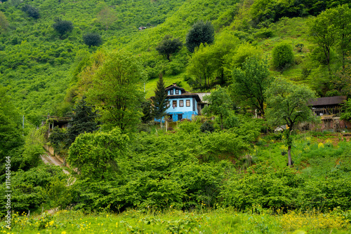 house in the forest