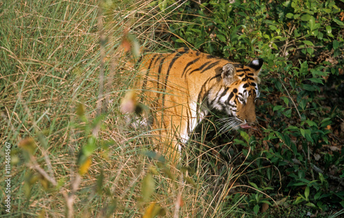 Tigre, Phantera tigris, Parc national de Bandhavgarh, Inde