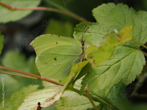 Motyl latolistek cytrynek (Gonepteryx rhamni) wśród liści w ogrodzie