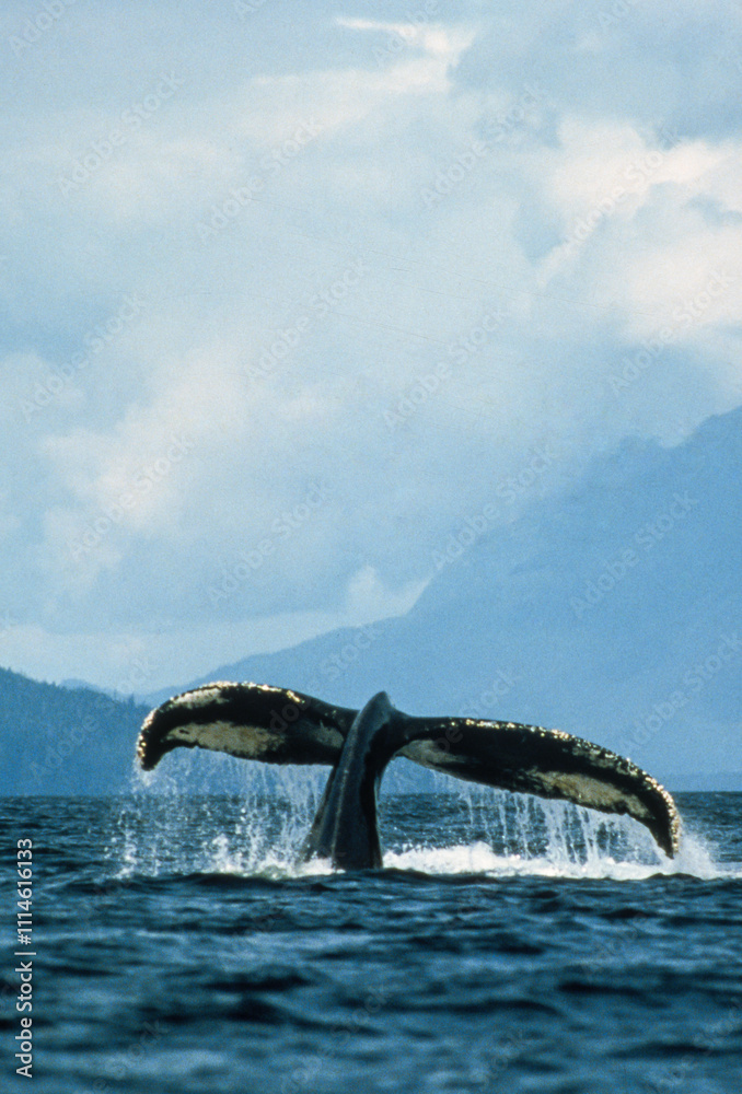 Obraz premium Baleine à bosse, Megaptera novaeangliae