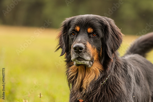 black and gold Hovie dog portrait photo