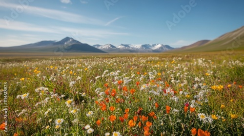 A breathtaking panorama of the vibrant tundra landscape in Kotzebue, showcasing blooming wildflowers against majestic mountain backdrops photo