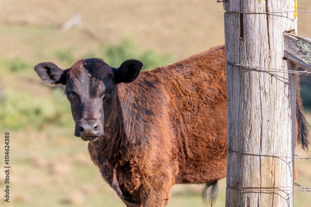 Fototapeta premium Photograph of a baby brown cow in an agricultural field in the sunshine on a hot day in the Blue Mountains in New South Wales, Australia.