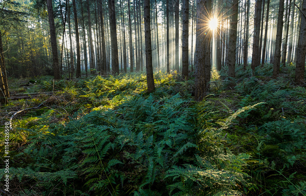 Fototapeta premium morning in the forest