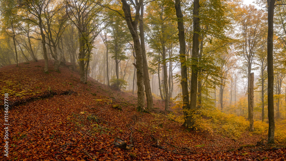 Obraz premium Autumn forest panorama