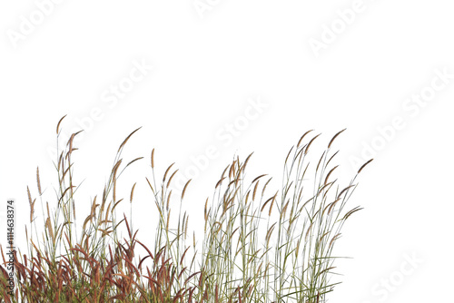
Grass isolated on white background. Clipping path.