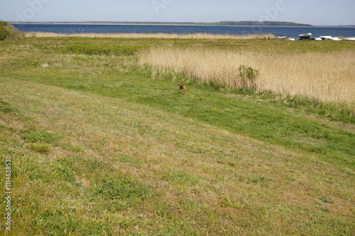 pure landscape with a deer on Island Hiddensee in Mecklenburg-Vorpommern ( Germany) photo