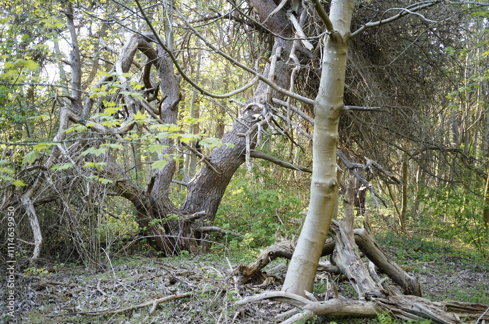 Fototapeta premium magic trees on Island Hiddensee in Mecklenburg-Vorpommern ( Germany)