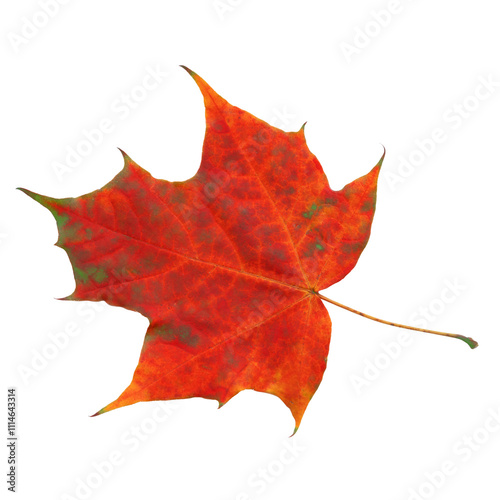 Lonely red dry autumn leaf.