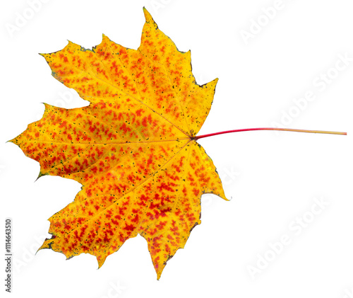 Lonely dry autumn leaf.